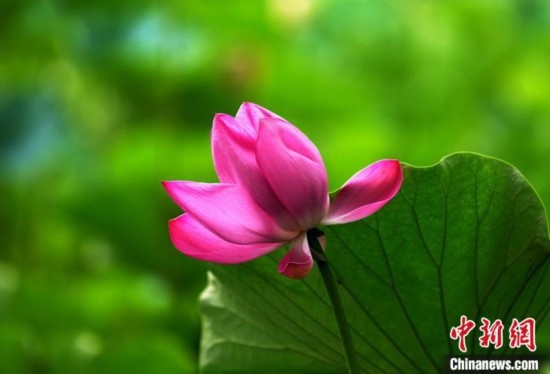 6月19日，時值一年畢業(yè)季，四川大學望江校區(qū)荷花池里的荷花盛開，成為了畢業(yè)生們的打卡圣地，吸引了眾多畢業(yè)生拍照留念。圖為盛開的荷花。中新社記者 安源 攝