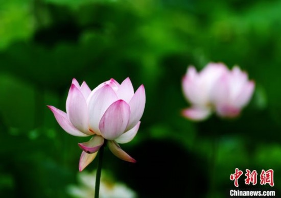 6月19日，時值一年畢業(yè)季，四川大學望江校區(qū)荷花池里的荷花盛開，成為了畢業(yè)生們的打卡圣地，吸引了眾多畢業(yè)生拍照留念。圖為盛開的荷花。中新社記者 安源 攝