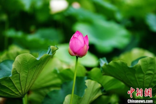 6月19日，時值一年畢業(yè)季，四川大學望江校區(qū)荷花池里的荷花盛開，成為了畢業(yè)生們的打卡圣地，吸引了眾多畢業(yè)生拍照留念。圖為含苞待放的荷花。中新社記者 安源 攝