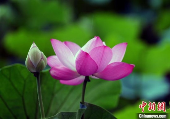 6月19日，時值一年畢業(yè)季，四川大學望江校區(qū)荷花池里的荷花盛開，成為了畢業(yè)生們的打卡圣地，吸引了眾多畢業(yè)生拍照留念。圖為盛開的荷花。中新社記者 安源 攝