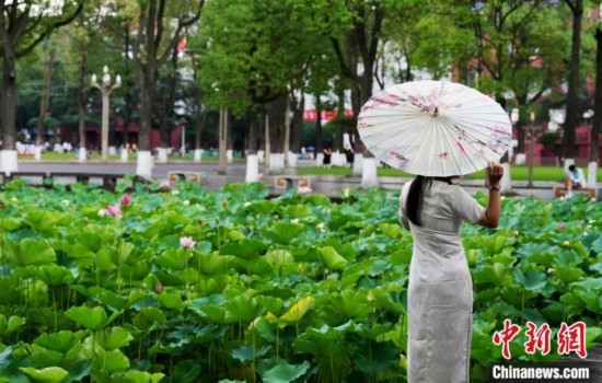 6月19日，時值一年畢業(yè)季，四川大學望江校區(qū)荷花池里的荷花盛開，成為了畢業(yè)生們的打卡圣地，吸引了眾多畢業(yè)生拍照留念。圖為畢業(yè)生在荷花池邊拍照留念。中新社記者 安源 攝