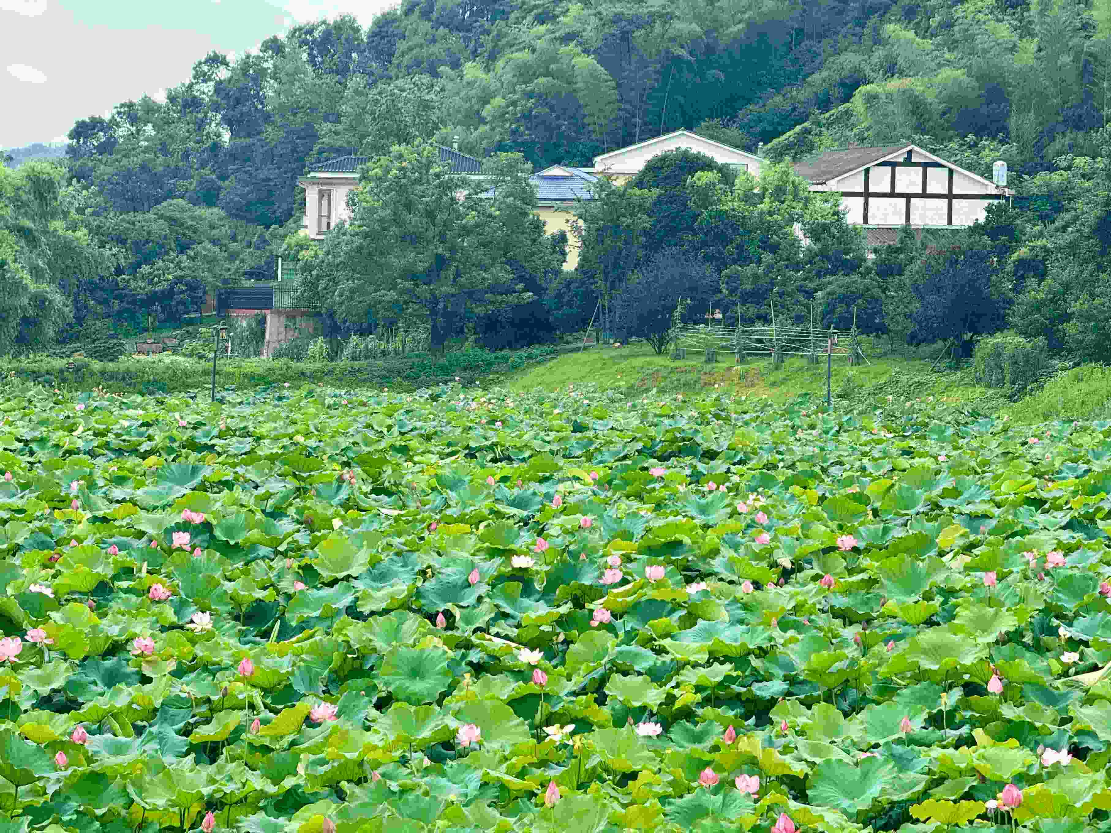 在湖南省益陽市清溪村，滿池荷花競相綻放。人民網(wǎng)記者 劉微攝