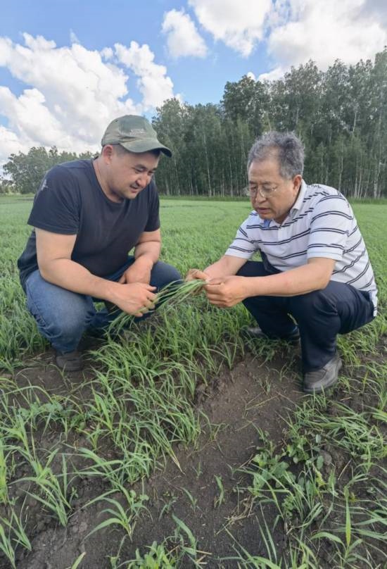 6月21日，西北農(nóng)林科技大學(xué)張正茂教授（右）在哈薩克斯坦北哈州農(nóng)業(yè)科技示范園與當(dāng)?shù)貙＜艺{(diào)查小麥苗情。新華社發(fā)（受訪者供圖）