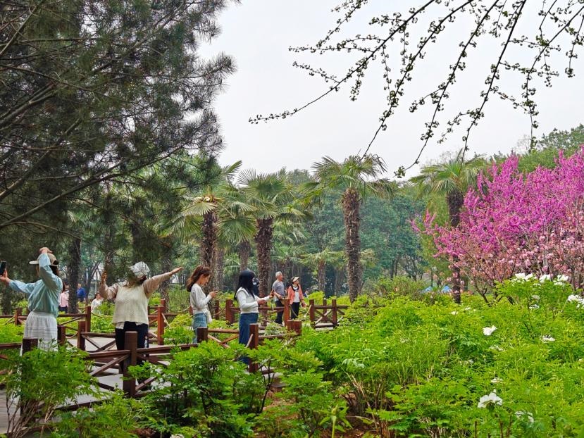 在河南省洛陽市中國國花園，游客漫步花海、自拍留念。人民網(wǎng) 王雅蝶攝