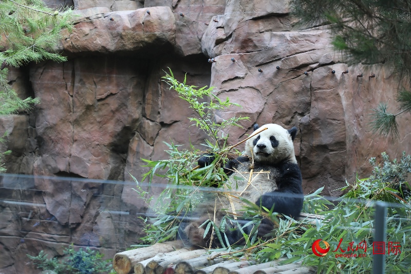 2、“云川”和“鑫寶”落戶圣迭戈動(dòng)物園，開(kāi)啟了新一輪中美大熊貓保護(hù)合作。 人民網(wǎng)記者 李志偉攝 (1)