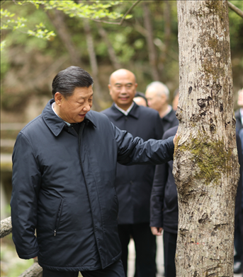 2020年4月，習(xí)近平總書(shū)記來(lái)到位于商洛市柞水縣的秦嶺牛背梁國(guó)家級(jí)自然保護(hù)區(qū)，考察秦嶺生態(tài)保護(hù)情況。新華社記者 鞠鵬 攝