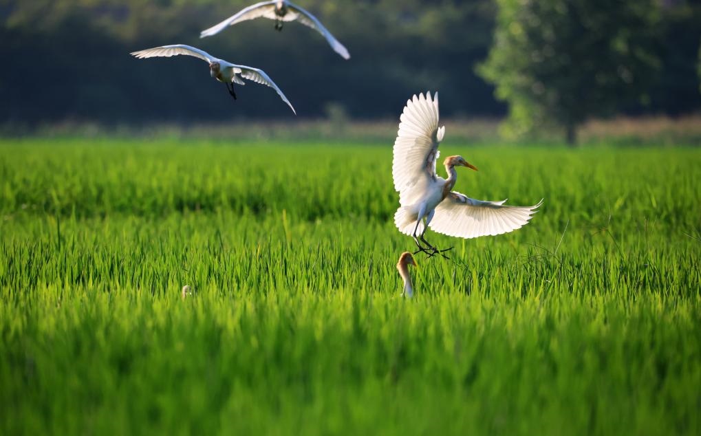 2023年8月7日，鷺鳥在山東省臨沂市郯城縣郯城街道水稻田間飛舞。新華社發(fā)（張春雷 攝）
