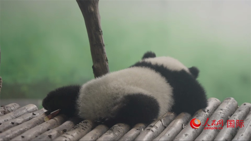 成都大熊貓繁育研究基地的熊貓。人民網(wǎng)記者 張榮攝