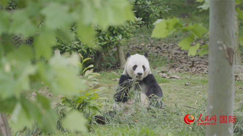 成都大熊貓繁育研究基地的熊貓。人民網(wǎng)記者 張榮攝
