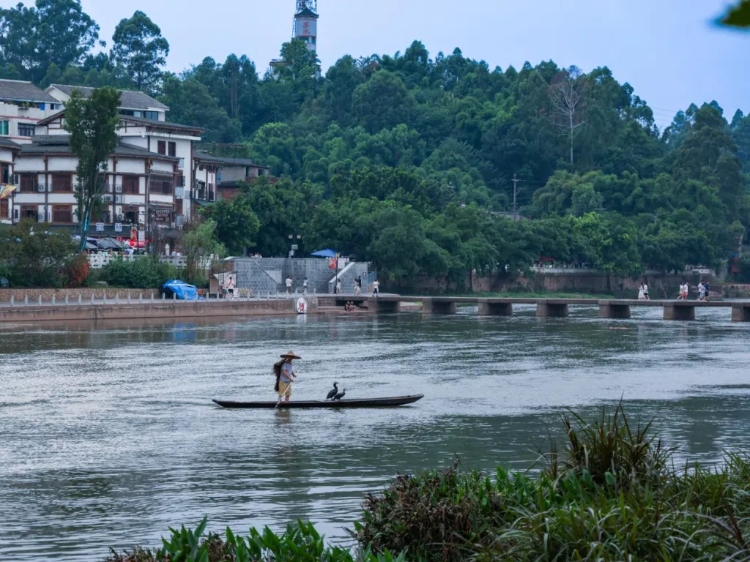 蘇稽古鎮(zhèn)的漁民在進(jìn)行魚(yú)鷹捕魚(yú)表演。本報(bào)記者 伊霄攝