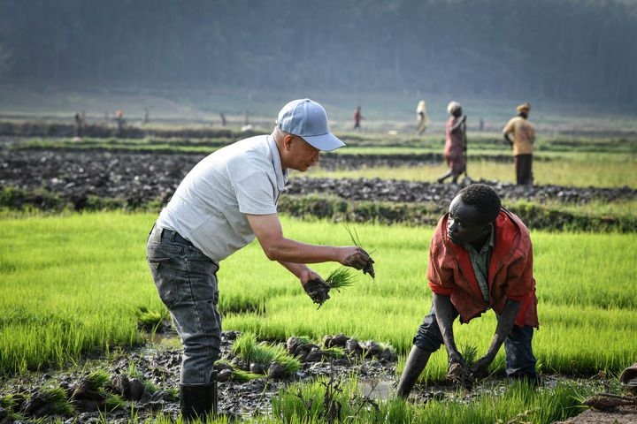 2024年8月14日，在盧旺達(dá)南方省胡耶區(qū)的中國(guó)援盧旺達(dá)農(nóng)業(yè)技術(shù)示范中心，水稻專(zhuān)家鄭瑞金（左）在稻田里指導(dǎo)當(dāng)?shù)氐巨r(nóng)進(jìn)行秧苗移栽。新華社記者 韓旭 攝