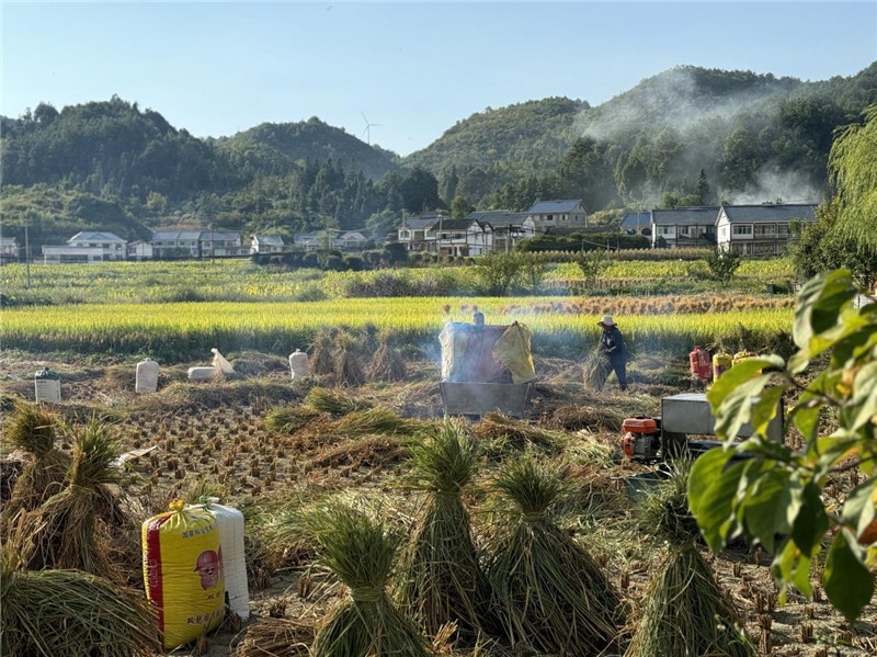 “豐收”是秋天的關(guān)鍵詞，田間煙火氣，最撫凡人心。打谷機(jī)、蛇皮袋、抱稻禾、捆秸稈……這是鄉(xiāng)土中國(guó)廣大農(nóng)村收割稻谷的經(jīng)典場(chǎng)景，也是不少干過農(nóng)活的人的獨(dú)家記憶。告別了打谷機(jī)，擁抱機(jī)械化，改變的是生產(chǎn)工具，不變的是三農(nóng)情懷。農(nóng)為邦本，本固邦寧，每一個(gè)親吻土地、珍惜糧食的日子都值得被尊敬，被緬懷，被憧憬?？疾靾F(tuán)中的謝里克·科爾茹姆巴耶夫是《哈薩克斯坦實(shí)業(yè)報(bào)》的總編輯，也是一位“生活觀察家”，田間里揮汗收割的村民引起了他的興趣，他感嘆道：人們勞作的過程總是令人賞心悅目。這就是中外共鳴的“鄉(xiāng)愁”吧。 （烏茲別克斯坦《人民言論報(bào)》副總編輯魯斯蘭·肯扎耶夫攝）