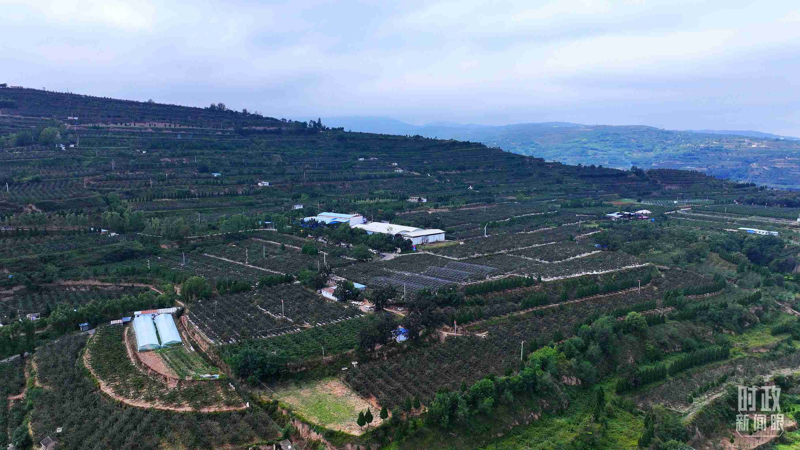 △ 麥積區(qū)南山花牛蘋果基地。（總臺央視記者范凱拍攝）