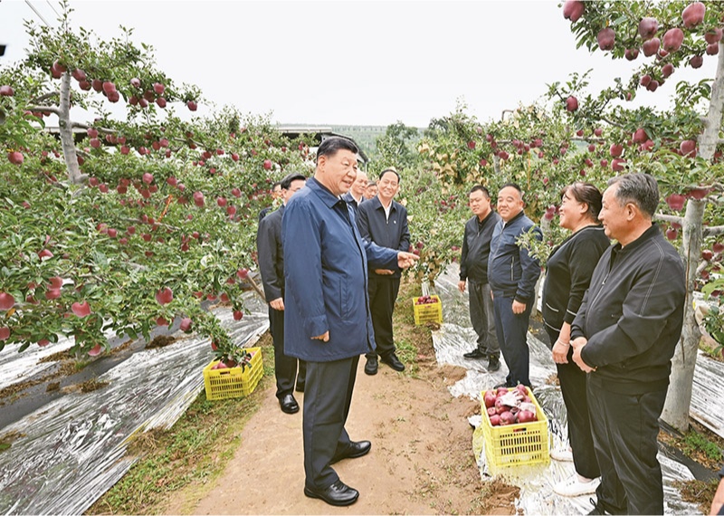 2024年9月10日至13日，中共中央總書記、國家主席、中央軍委主席習(xí)近平在甘肅考察。這是11日上午，習(xí)近平在天水市麥積區(qū)南山花牛蘋果基地考察時，走進果林了解相關(guān)種植、技術(shù)和管理情況。 新華社記者 謝環(huán)馳/攝