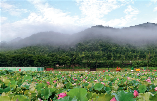 余村荷花池景色秀美。