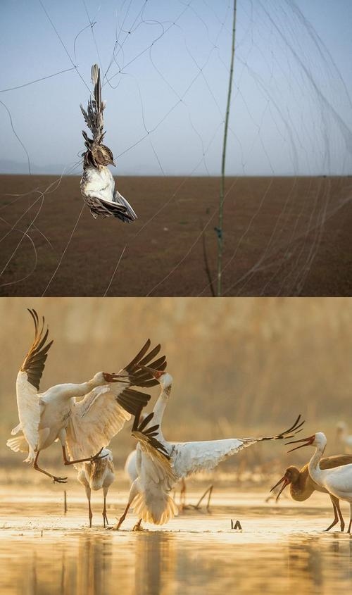 拼版圖片：圖為2011年和2023年鄱陽湖區(qū)的變化，曾經(jīng)湖區(qū)內(nèi)分布有捕鳥網(wǎng)，如今人與自然和諧共生的理念深入人心。攝影：傅建斌 周海燕 制作：賈稀荃