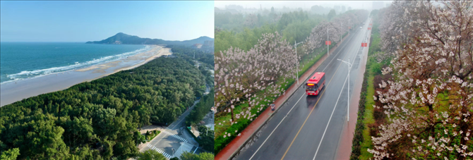 拼版照片：左圖為位于東山縣金鑾灣沿岸的木麻黃防護(hù)林帶（無(wú)人機(jī)照片，新華社記者 姜克紅 攝）；右圖為2021年4月20日在蘭考縣焦裕祿干部學(xué)院附近拍攝的泡桐花（無(wú)人機(jī)照片，新華社記者 郝源 攝）。