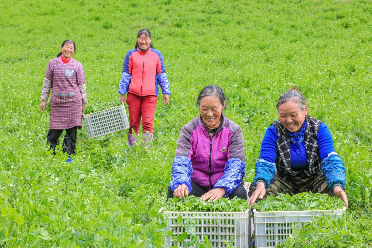 在四川省阿壩藏族羌族自治州馬爾康市馬爾康鎮(zhèn)納足村，當(dāng)季蔬菜喜獲豐收，群眾正在忙著采收、裝箱供應(yīng)市場。來源：人民圖片