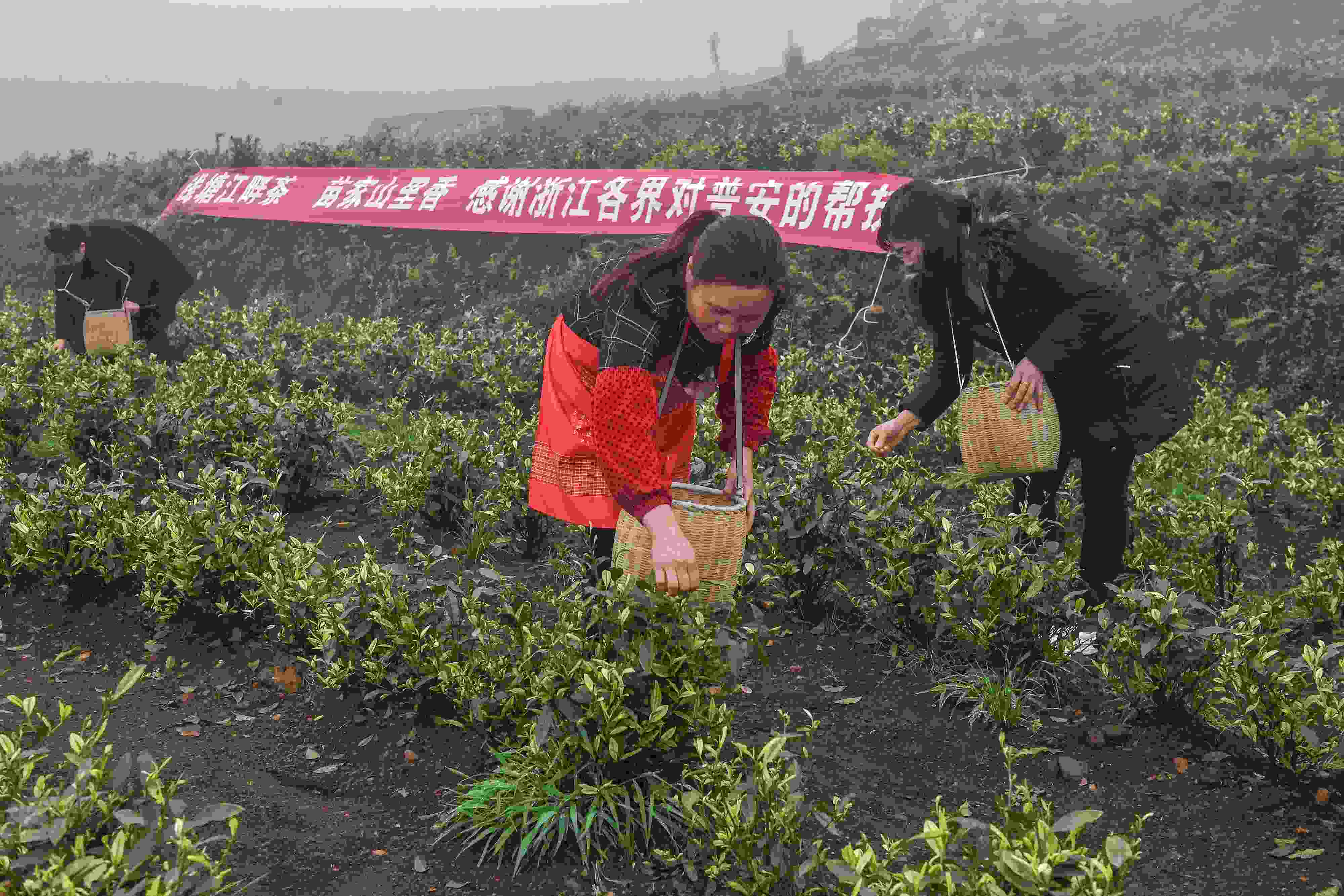 2021年4月14日，工人在貴州省黔西南州普安縣地瓜鎮(zhèn)屯上村“白葉一號(hào)”感恩茶園采茶。這片茶園由浙江省安吉縣捐贈(zèng)。