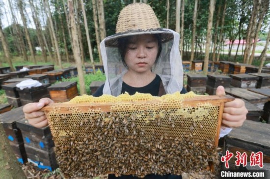 吳素英查看蜂蜜產(chǎn)蜜情況。湯曉逵 攝