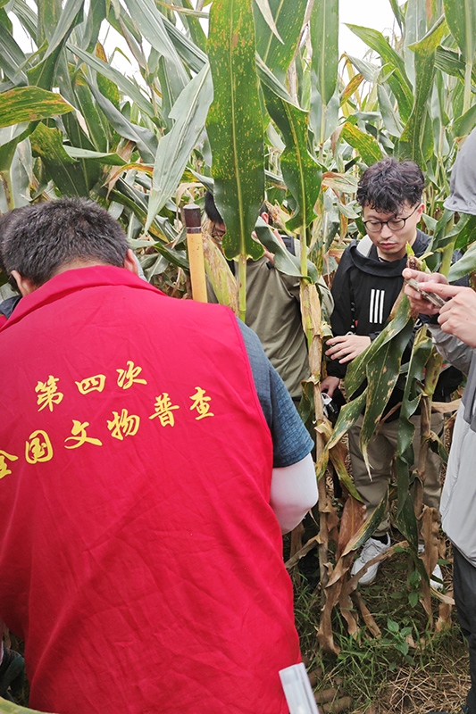 普查隊(duì)員正在使用探鏟進(jìn)行探測(cè)。中國文物報(bào)供圖