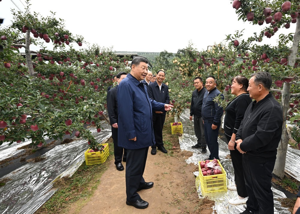 2024年9月11日，習近平在甘肅省天水市麥積區(qū)南山花牛蘋果基地考察時，走進果林了解相關(guān)種植、技術(shù)和管理情況。習近平指出：“經(jīng)過70多年培育發(fā)展，花牛蘋果品牌更響亮了。要加強品種保護和培育，優(yōu)化種植方式，創(chuàng)新營銷模式，把這個特色產(chǎn)業(yè)做得更大，帶動更多群眾增收致富?！? width=