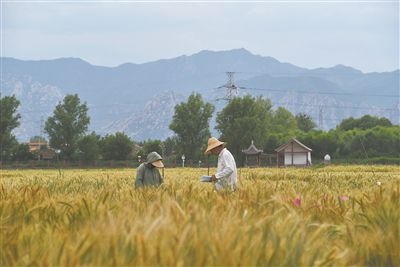 圖為中國農(nóng)業(yè)大學(xué)師生在該校上莊實(shí)驗(yàn)站開展小麥育種工作。馬文哲攝