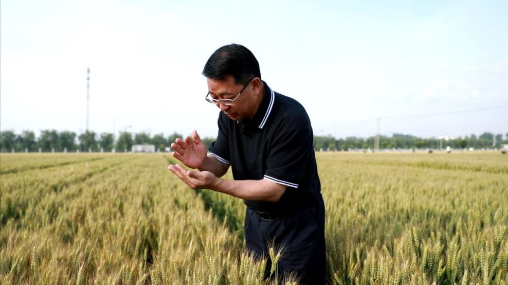 張福鎖在曲周查看小麥長勢。受訪者供圖