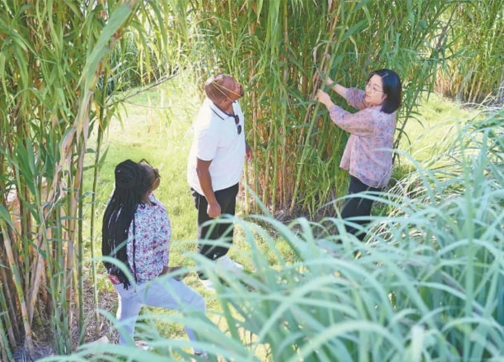 福建農(nóng)林大學(xué)國際菌草工程技術(shù)研究中心工作人員（右）在向盧旺達(dá)留學(xué)生介紹菌草品種“綠洲1號”蘆竹的生長情況。新華社記者 林善傳 攝