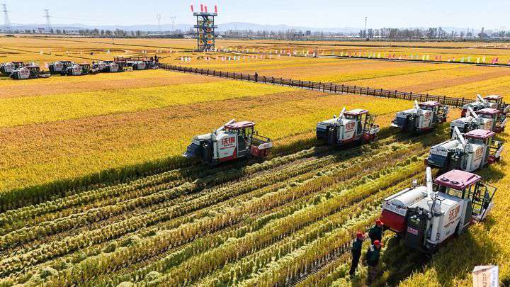 2024年9月22日，在黑龍江省重要糧食產(chǎn)區(qū)哈爾濱市方正縣的稻田中，農(nóng)機開啟“黑龍江秋收第一鐮”作業(yè)（無人機照片）。新華社記者 王松 攝