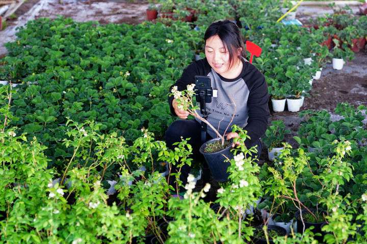 2024年4月27日，在山東省惠民縣姜樓鎮(zhèn)立冉果蔬種植合作社，工作人員在直播賣藍莓苗。新華社記者 郭緒雷 攝