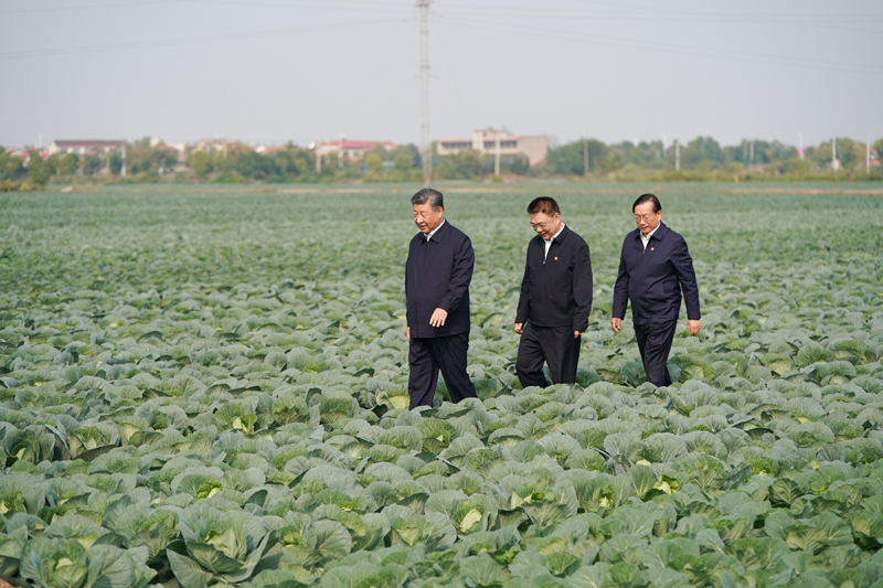 2024年11月5日，習近平總書記在湖北嘉魚潘家灣鎮(zhèn)十里蔬菜長廊考察。