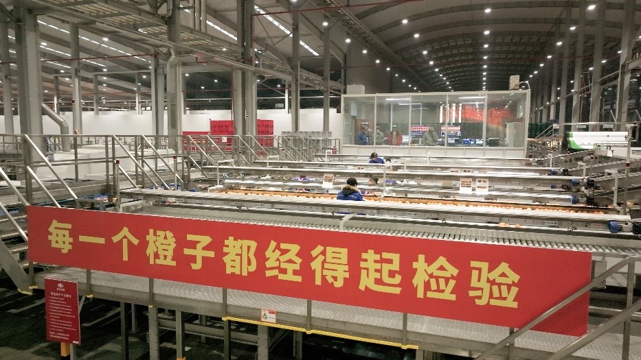 工人在智能生產(chǎn)線上對(duì)臍橙精深加工。人民網(wǎng)記者 張力洋攝