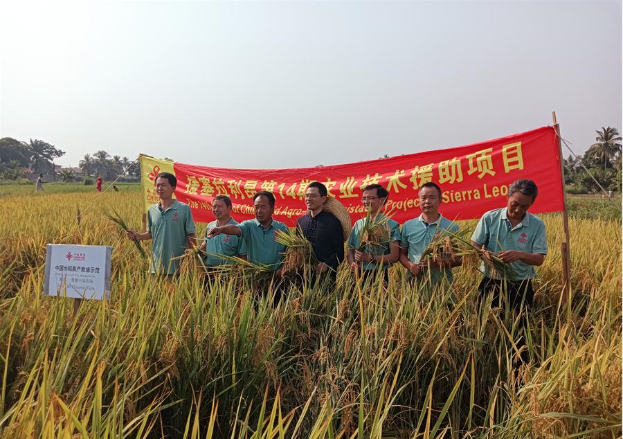 中國駐塞拉利昂大使王擎和援塞農業(yè)專家組合影。中國援塞農業(yè)專家組供圖