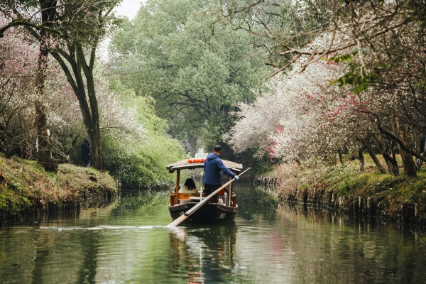 杭州西溪濕地，河岸梅花盛開。圖片來源：視覺中國