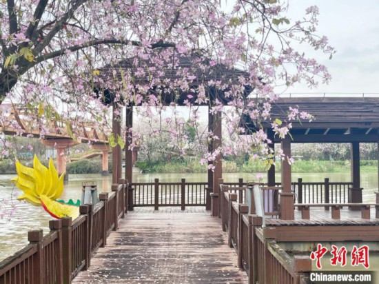 3月7日，廣州海珠國(guó)家濕地公園宮粉紫荊花海吸引游人。中新社記者 許青青 攝