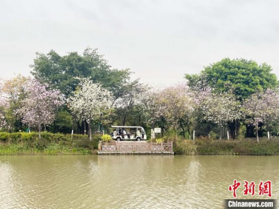 3月7日，廣州海珠國(guó)家濕地公園宮粉紫荊花海吸引游人。中新社記者 許青青 攝
