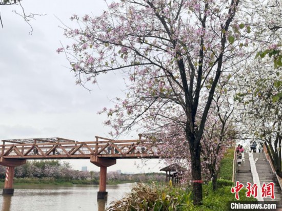 3月7日，廣州海珠國(guó)家濕地公園宮粉紫荊花海吸引游人。中新社記者 許青青 攝