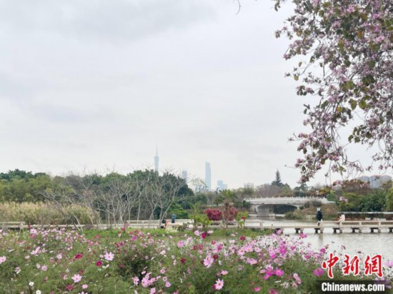 每年三月，廣州海珠國(guó)家濕地公園迎來(lái)最具標(biāo)志性的景觀之一——宮粉紫荊花海，公園內(nèi)的石榴崗河沿岸兩側(cè)，數(shù)千株宮粉紫荊綿延3.2公里，粉紅與粉白的花朵交織如云，頗為浪漫。據(jù)悉，宮粉紫荊因其耐濕性強(qiáng)、花期長(zhǎng)的特性，是廣州海珠國(guó)家濕地公園生態(tài)修復(fù)的優(yōu)選樹種。近年來(lái)通過(guò)科學(xué)管養(yǎng)，花量相較往年明顯增加，盛花期持續(xù)近一個(gè)月時(shí)間，預(yù)計(jì)浪漫景致將延續(xù)至清明前。圖為3月7日，廣州海珠國(guó)家濕地公園宮粉紫荊花海吸引游人。中新社記者 許青青 攝