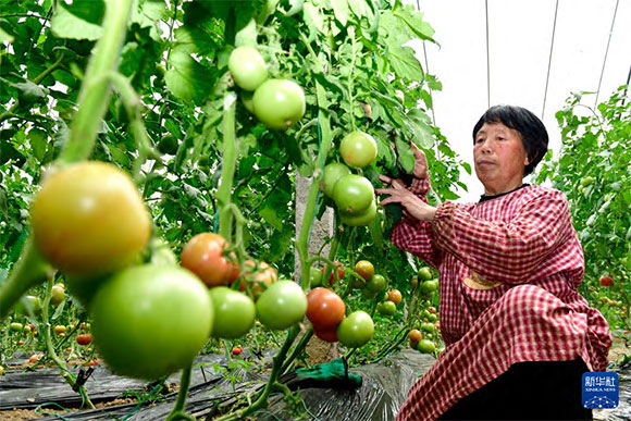 3月13日，在菏澤市鄆城縣張營街道，農(nóng)民在設(shè)施大棚里打理西紅柿。