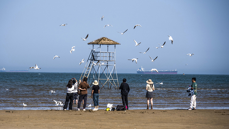 2024年5月12日，河北秦皇島，北戴河鴿子窩公園成群海鷗在天空中自由翱翔，與大海、藍(lán)天構(gòu)成了一幅美麗的畫卷。