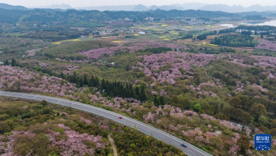 清鎮(zhèn)市紅楓湖鎮(zhèn)右二村旁的道路與花海相映（4月5日攝，無人機照片）。