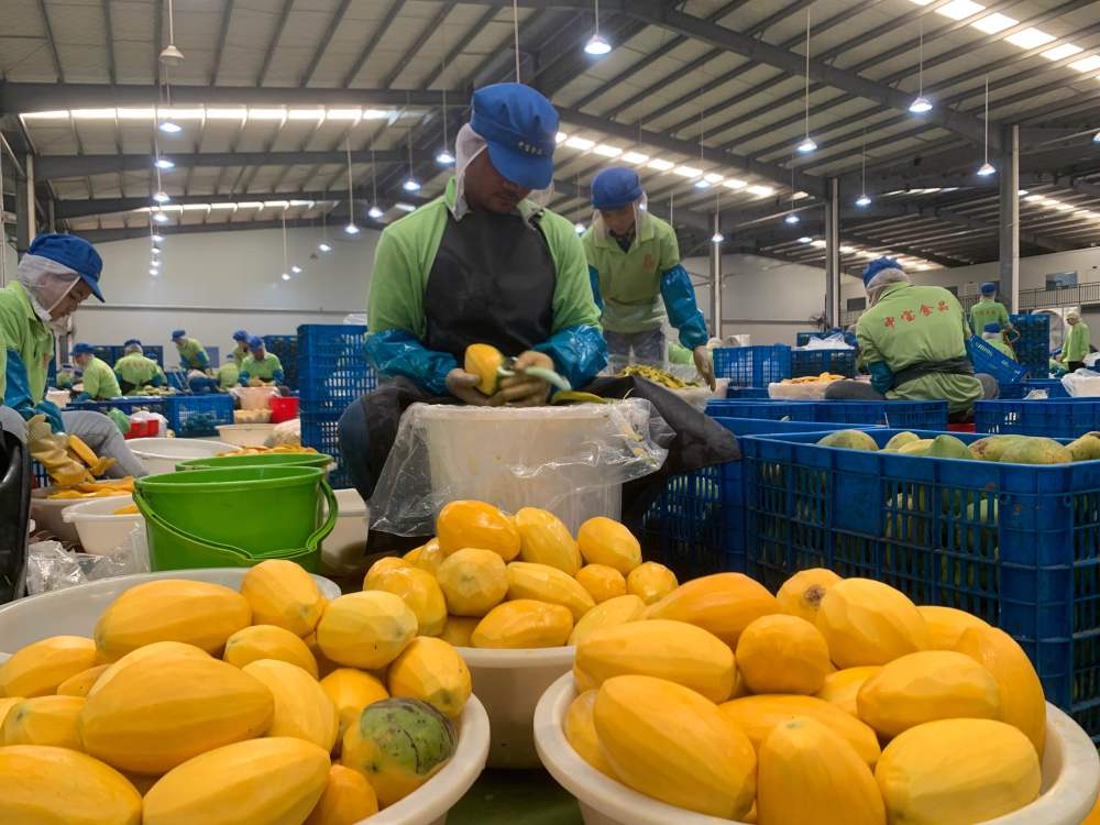 2023年3月7日，工作人員在柬埔寨磅士卑省的中寶（柬埔寨）食品科技有限公司處理芒果。自區(qū)域全面經(jīng)濟伙伴關系協(xié)定（RCEP）生效實施以來，柬埔寨的農(nóng)產(chǎn)品正在更加便利地進入中國市場。