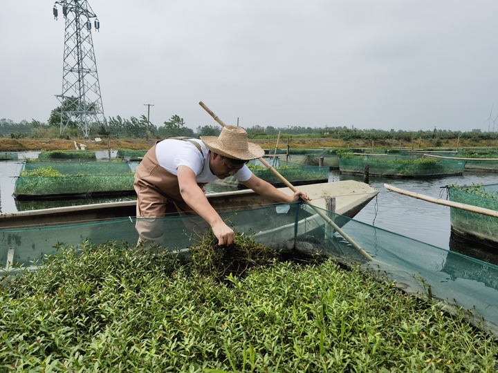 陳樹(shù)在湖北省仙桃市剅河鎮(zhèn)余腦村黃鱔繁育基地觀察黃鱔長(zhǎng)勢(shì)。新華社記者宋立崑 攝