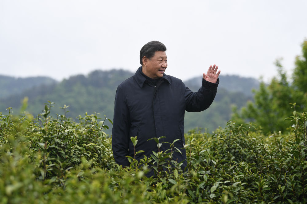 2020年4月21日，習(xí)近平總書記來到陜西安康市平利縣老縣鎮(zhèn)，在茶園考察脫貧攻堅情況。新華社記者 燕雁 攝